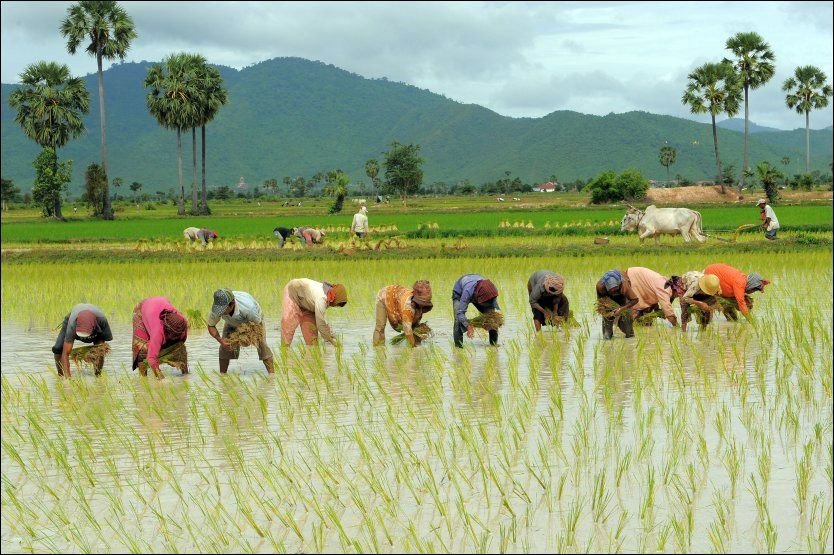 madhya-pradesh-govt-declares-cash-incentives-for-farmers